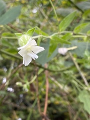 Silene latifolia