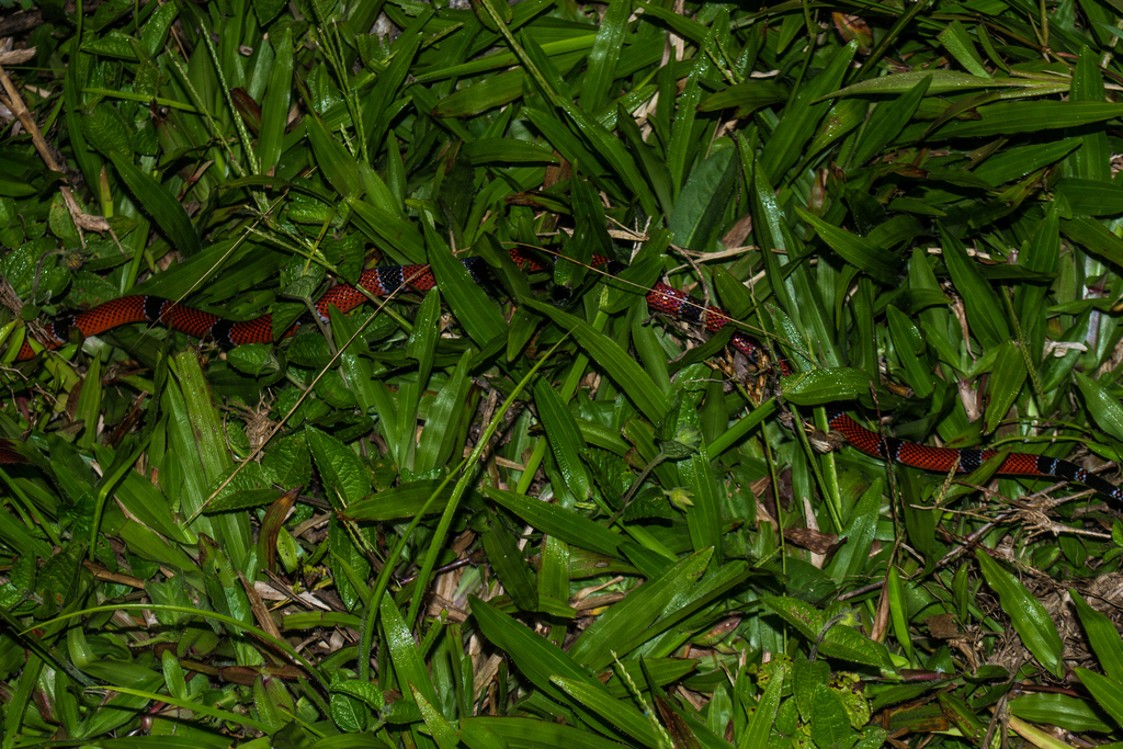 False Coral Snake