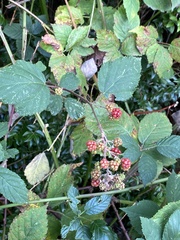 Rubus bifrons