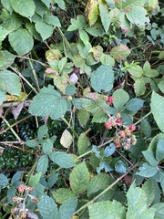 Rubus bifrons