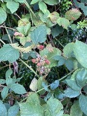 Rubus bifrons