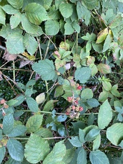 Rubus bifrons