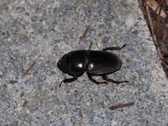 Serrognathus titanus platymelus