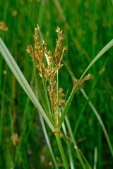 Cyperus fastigiatus