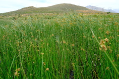 Cyperus fastigiatus