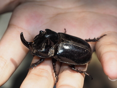 Trichogomphus mongol