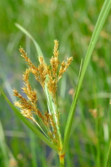 Cyperus fastigiatus