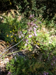 Allium paniculatum
