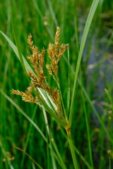 Cyperus fastigiatus