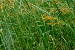 Cyperus fastigiatus
