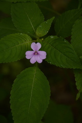 Impatiens dasysperma