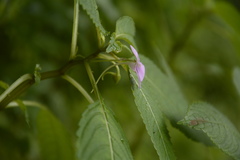 Impatiens dasysperma