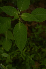 Impatiens dasysperma