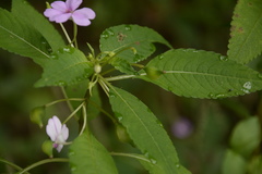 Impatiens dasysperma