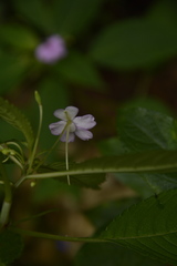 Impatiens dasysperma