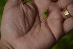 Impatiens dasysperma