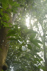 Melicope lunu-ankenda