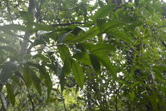 Melicope lunu-ankenda