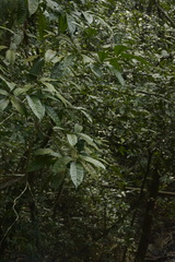 Melicope lunu-ankenda