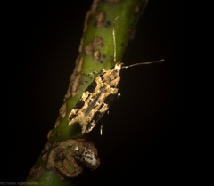 Limnaecia leptomeris