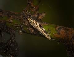 Limnaecia leptomeris