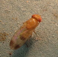 Drosophila melanogaster