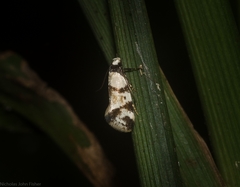 Coesyra hemiphragma