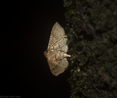 Addaea subtessellata