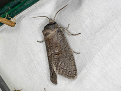 Culama suffusca