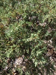 Juniperus sabina