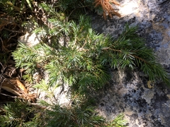 Juniperus sabina