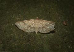 Addaea subtessellata