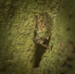 Cotylana angustifrons