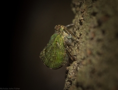 Cotylana angustifrons