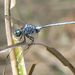 Orthetrum africanum - Photo (c) Phil Benstead, μερικά δικαιώματα διατηρούνται (CC BY-NC), uploaded by Phil Benstead