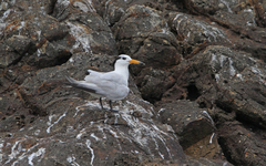 Thalasseus bernsteini