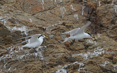 Thalasseus bernsteini