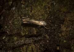 Thiotricha atractodes