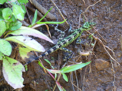 Anolis eulaemus