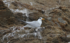 Thalasseus bernsteini