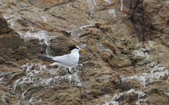 Thalasseus bernsteini