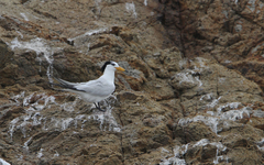 Thalasseus bernsteini