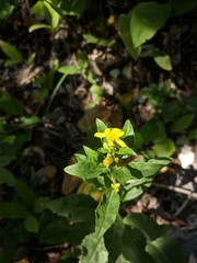 Solidago virgaurea taurica