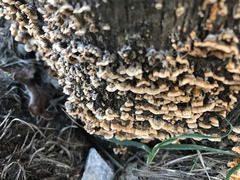 Fungi