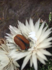 Trichostetha capensis hottentotta