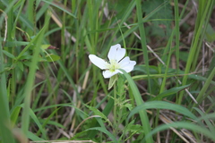 Oenothera centaurifolia