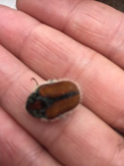 Trichostetha capensis hottentotta