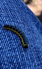 Macremphytus tarsatus