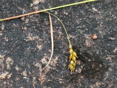 Carex capillaris