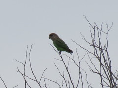 Poicephalus cryptoxanthus